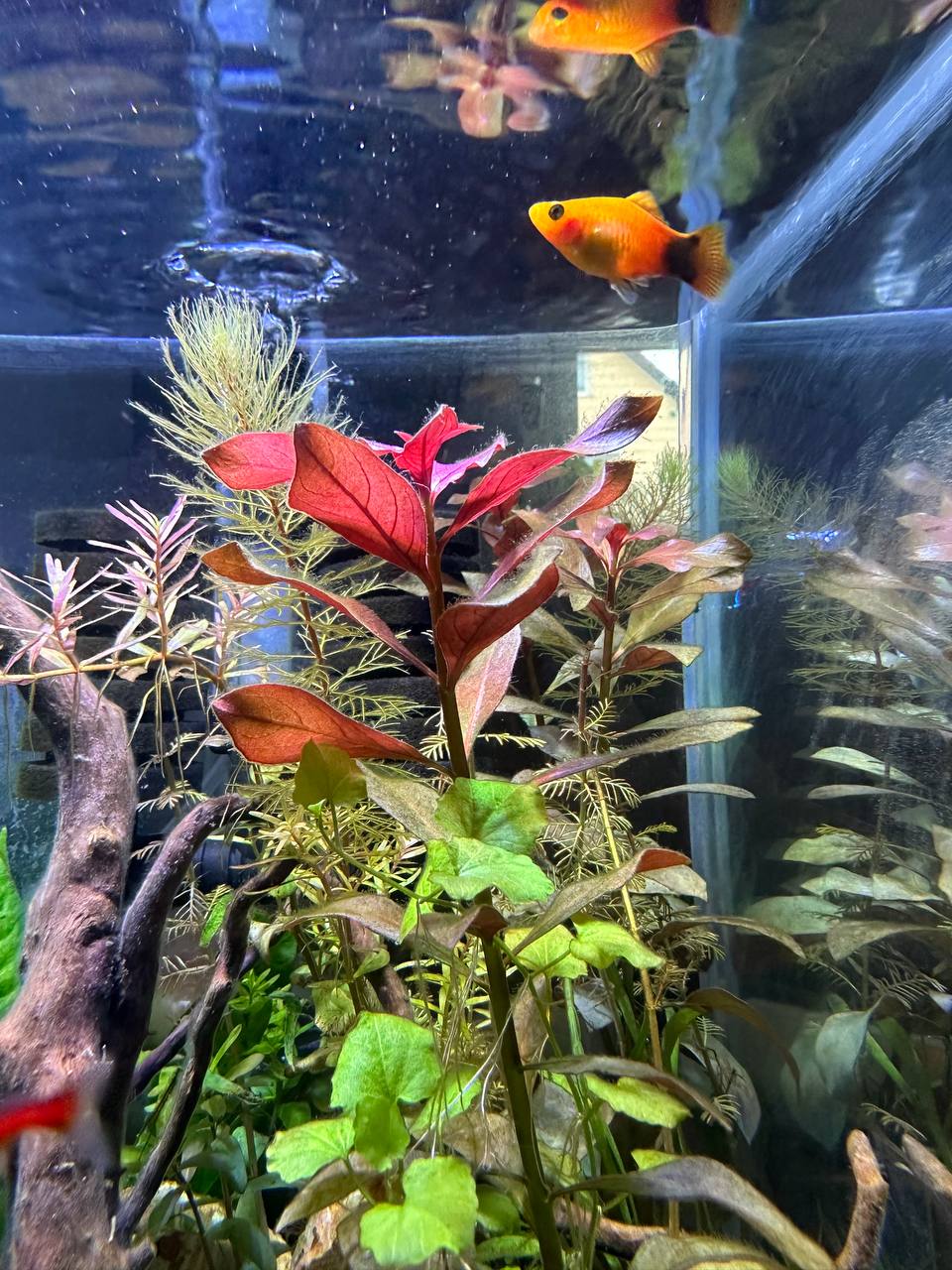 What plants for Platy aquarium tanks