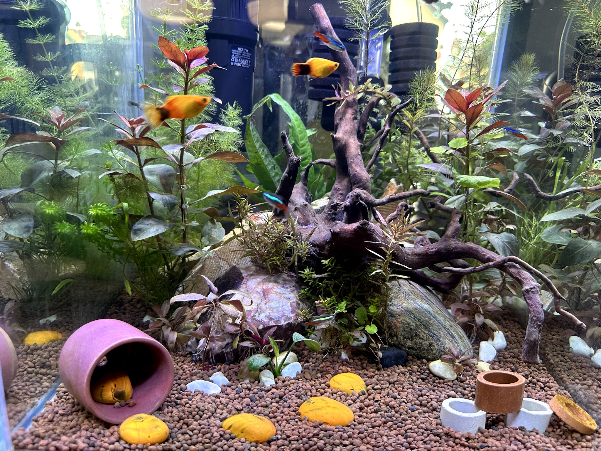 Top fish combination for a new Aquarium