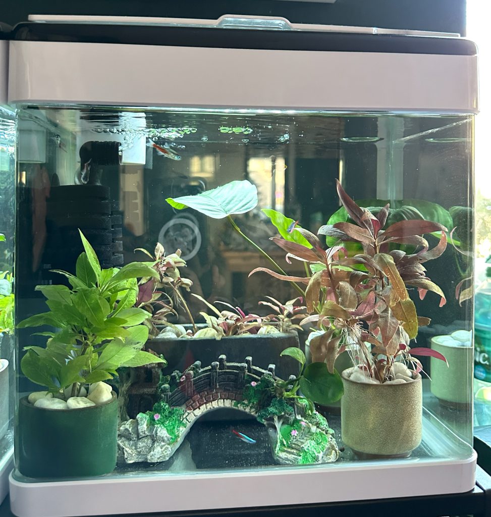 Nano Aquarium With Plants in Pots