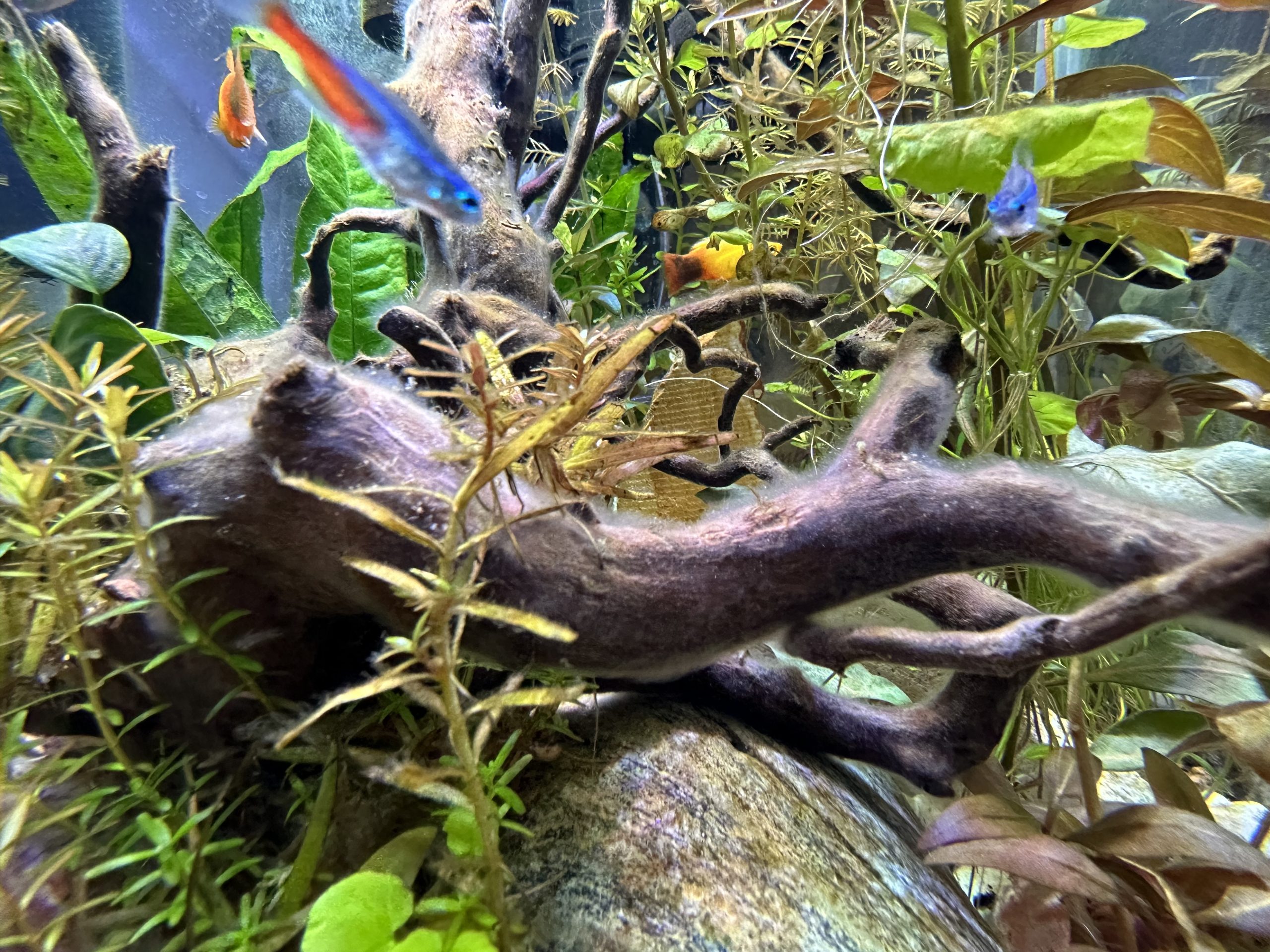 What is that white fuzz stuff on all over my aquarium driftwoods?