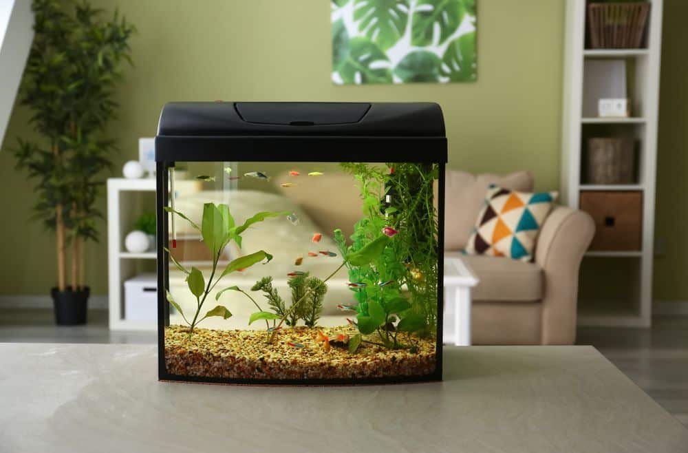 Best aquarium Size for Home