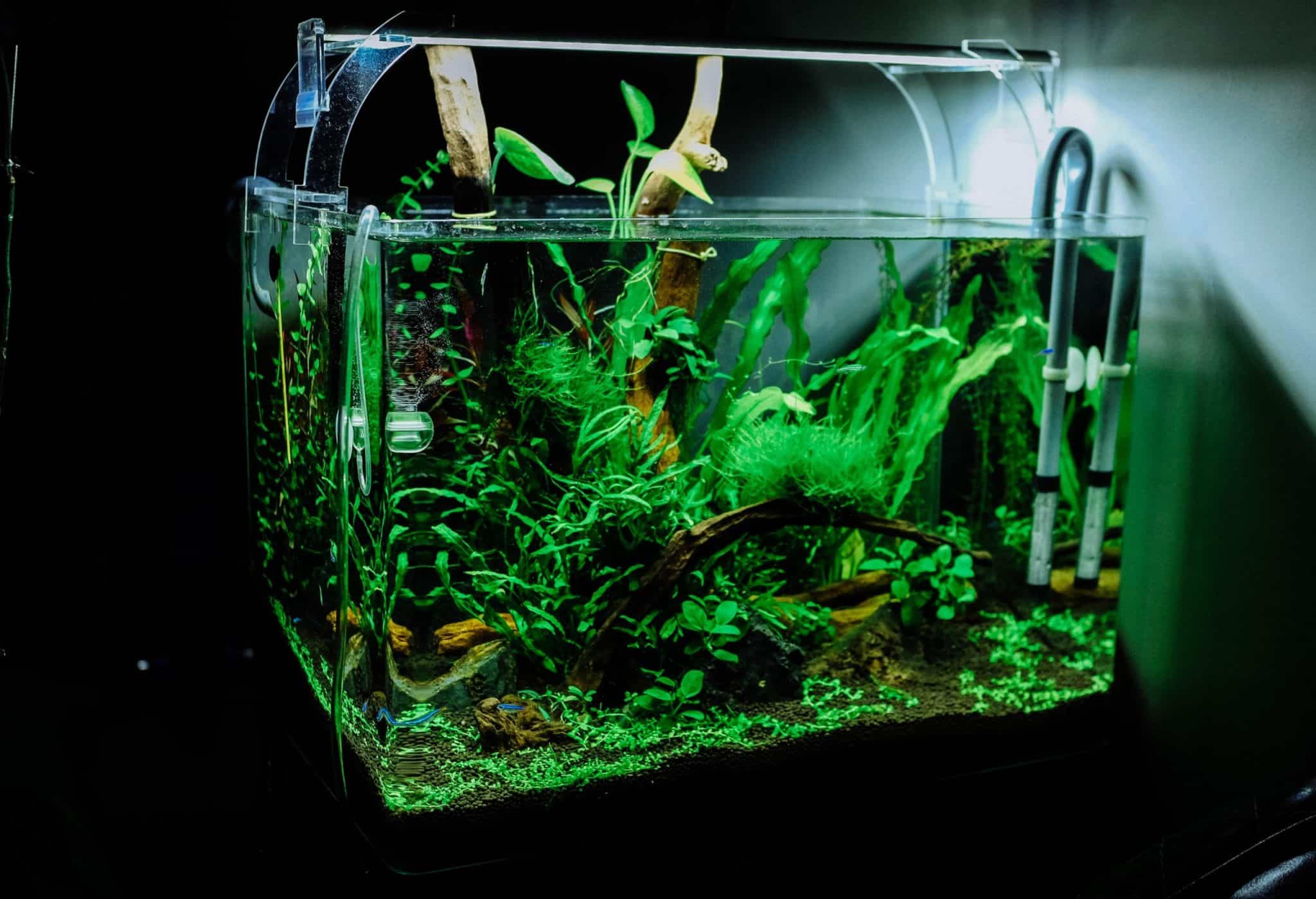 How to ensure high water quality for Aquarium?