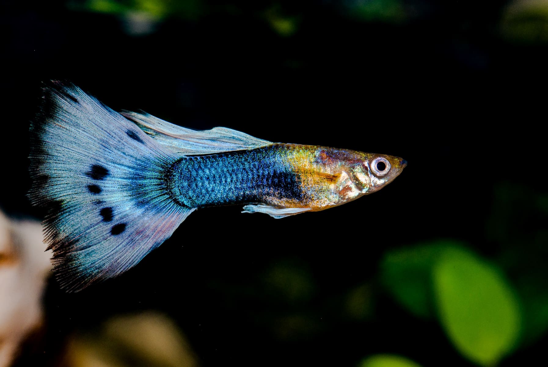 Can I grow Guppies fish without a heater?