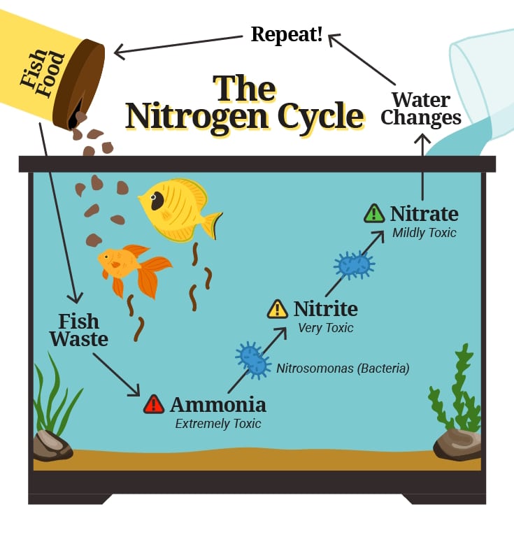 Understand the Nitrogen Cycle in Aquarium