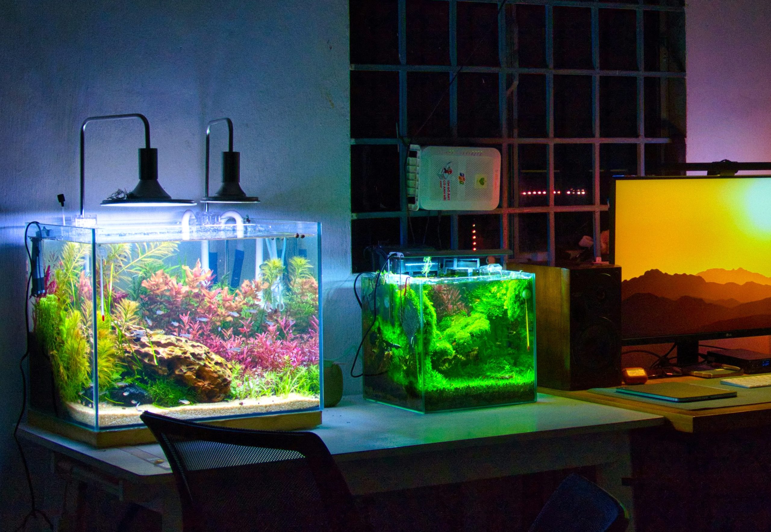 How many Aquarium Fish Tank do you have at home?