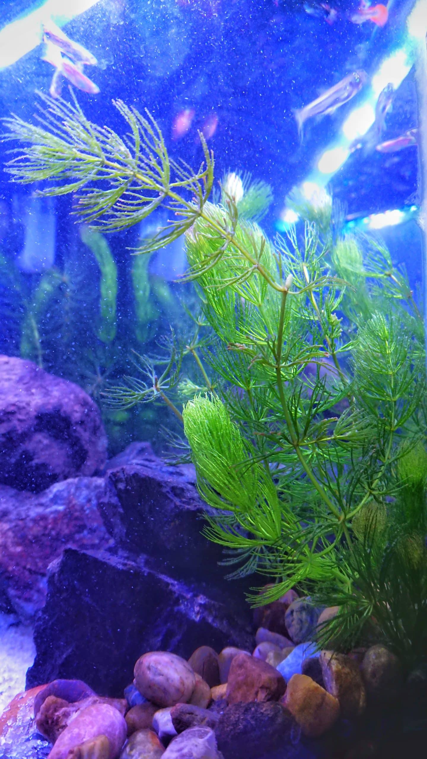 Small algae on Aquarium Plants, how to treat them